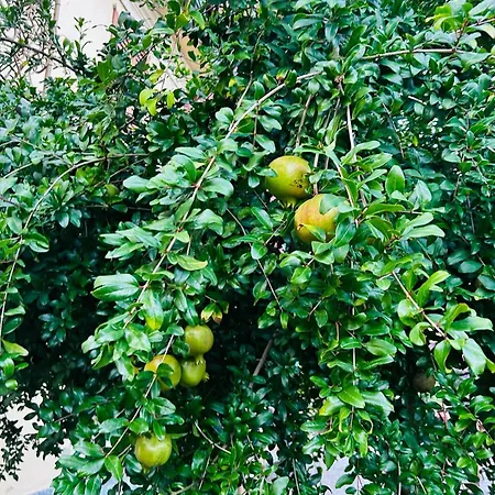 Alex Castle Apartmán Gravedona