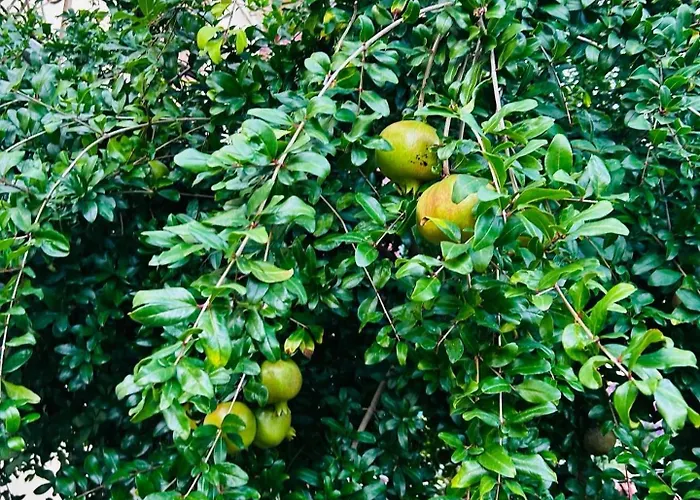 Historic Alex Castle Lejlighed Gravedona